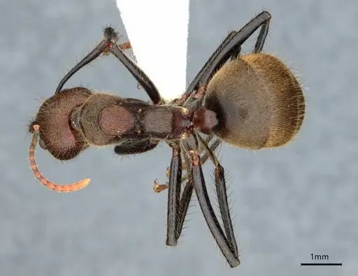 Dolichoderus quadridenticulatus - CASENT0886020