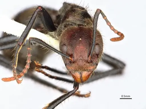 Dolichoderus quadridenticulatus - CASENT0886020