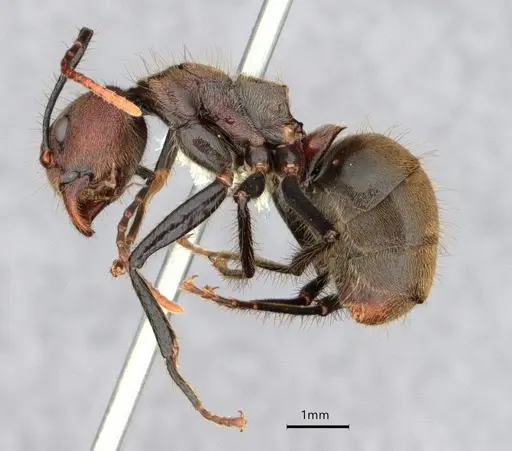 Dolichoderus quadridenticulatus - CASENT0886020