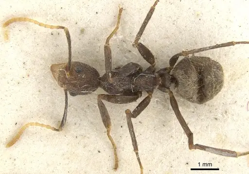 Dolichoderus quadridenticulatus - CASENT0902945