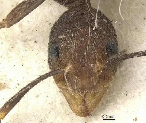 Dolichoderus quadridenticulatus - CASENT0902945