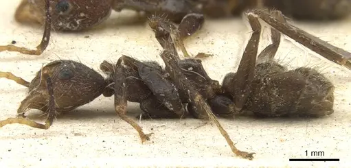 Dolichoderus quadridenticulatus - CASENT0902945