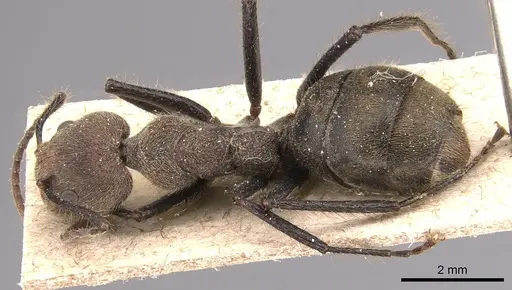 Dolichoderus quadridenticulatus - CASENT0905027