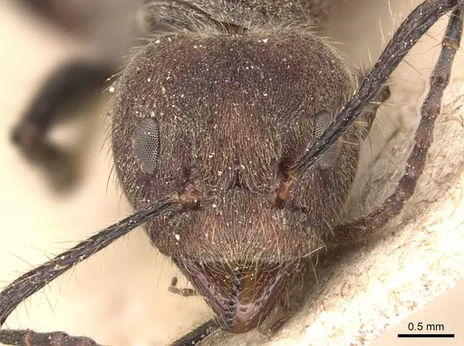 Dolichoderus quadridenticulatus - CASENT0905027