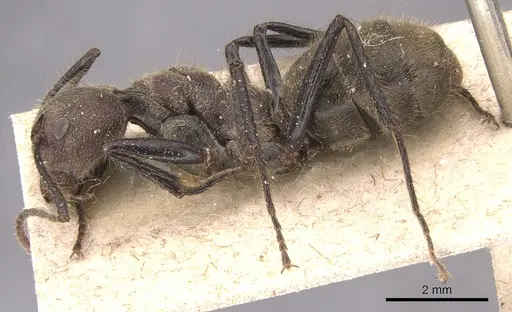 Dolichoderus quadridenticulatus - CASENT0905027