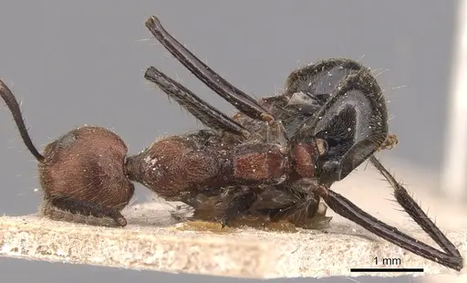 Dolichoderus quadridenticulatus - CASENT0905029