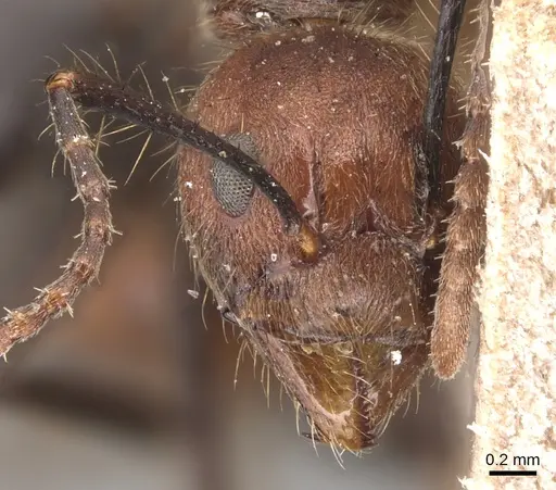 Dolichoderus quadridenticulatus - CASENT0905029