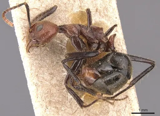 Dolichoderus quadridenticulatus - CASENT0905029
