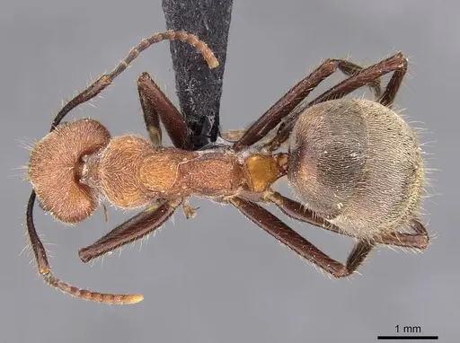 Dolichoderus quadridenticulatus - CASENT0909468