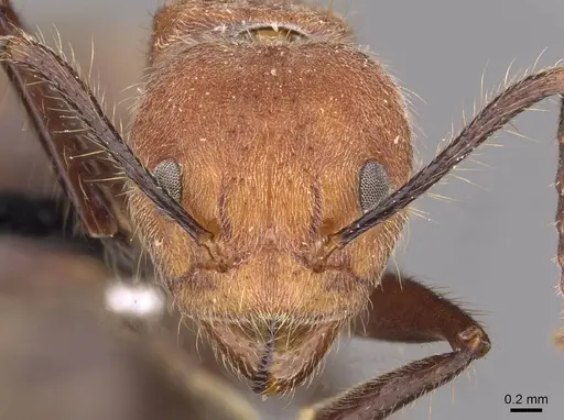 Dolichoderus quadridenticulatus - CASENT0909468