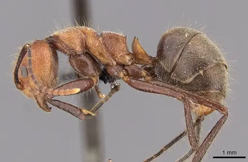 Dolichoderus quadridenticulatus - CASENT0909468