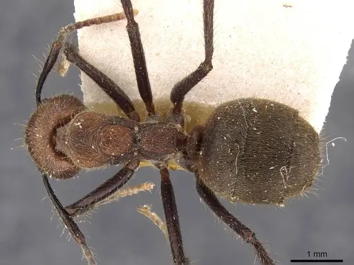 Dolichoderus quadridenticulatus - CASENT0909469