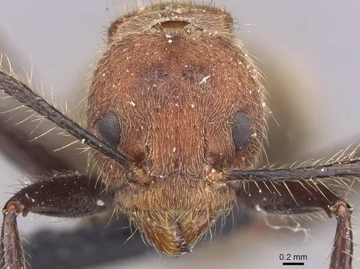 Dolichoderus quadridenticulatus - CASENT0909469