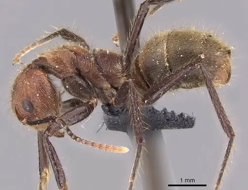 Dolichoderus quadridenticulatus - CASENT0909469