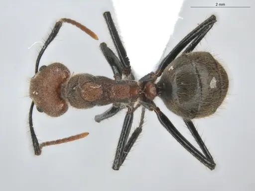 Dolichoderus quadridenticulatus - ECOFOG-HC-0032