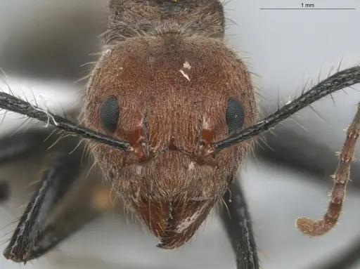 Dolichoderus quadridenticulatus - ECOFOG-HC-0032