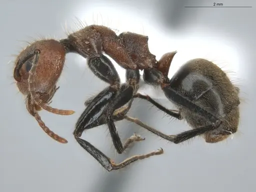 Dolichoderus quadridenticulatus - ECOFOG-HC-0032