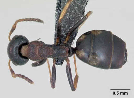 Dolichoderus quadripunctatus specimen