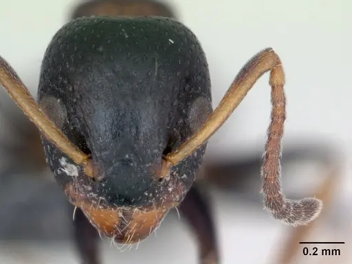 Dolichoderus quadripunctatus specimen