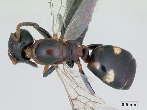 Dolichoderus quadripunctatus - CASENT0173183