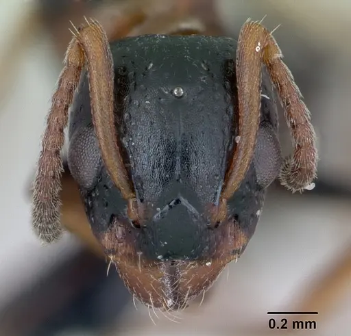 Dolichoderus quadripunctatus - CASENT0173183