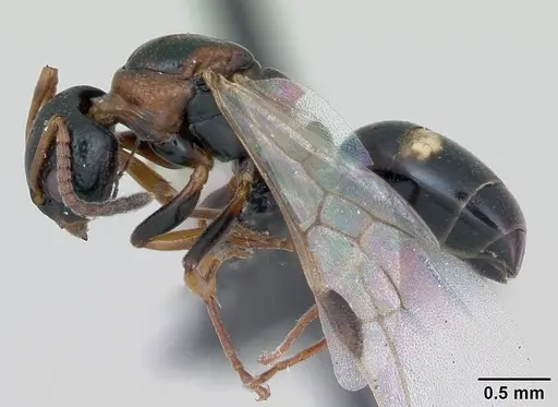 Dolichoderus quadripunctatus - CASENT0173183