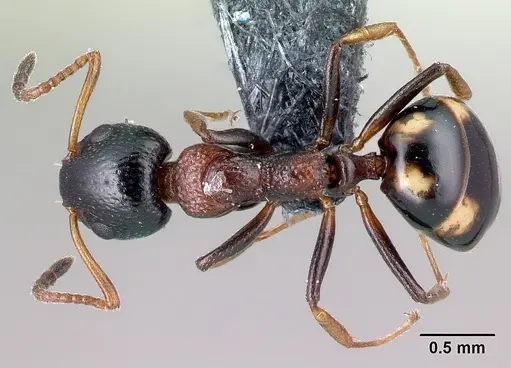 Dolichoderus quadripunctatus - CASENT0179916