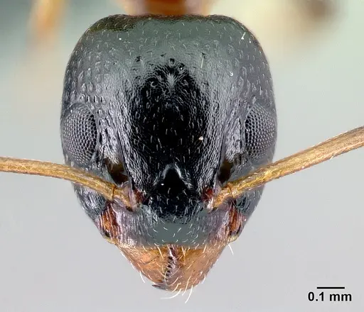 Dolichoderus quadripunctatus - CASENT0179916