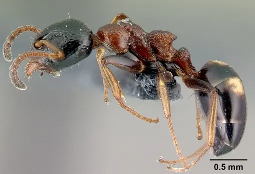 Dolichoderus quadripunctatus - CASENT0179916