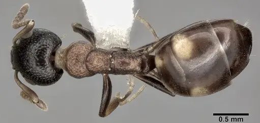 Dolichoderus quadripunctatus - CASENT0246569