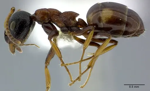 Dolichoderus quadripunctatus - CASENT0246569