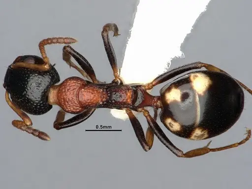 Dolichoderus quadripunctatus - SMFHYM0008908