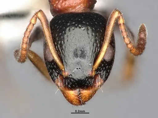 Dolichoderus quadripunctatus - SMFHYM0008908