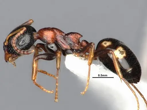 Dolichoderus quadripunctatus - SMFHYM0008908