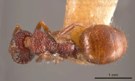 Dolichoderus reflexus specimen