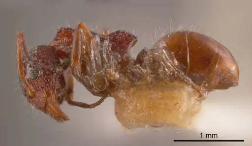 Dolichoderus reflexus specimen