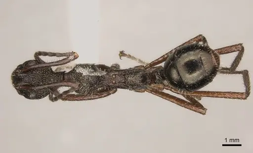 Dolichoderus rosenbergi specimen