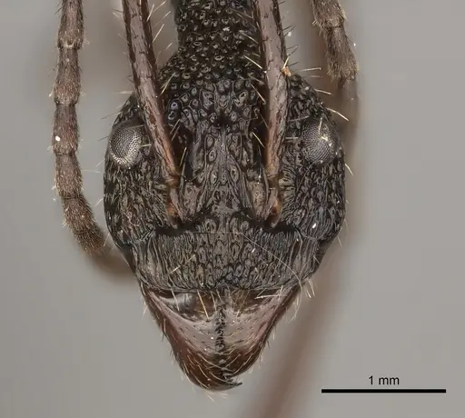 Dolichoderus rosenbergi specimen