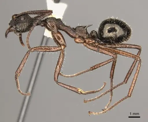 Dolichoderus rosenbergi specimen