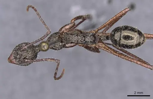 Dolichoderus rosenbergi - CASENT0909451