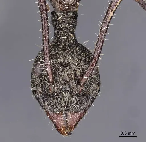 Dolichoderus rosenbergi - CASENT0909451