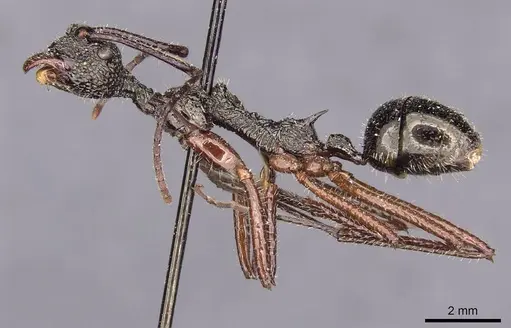 Dolichoderus rosenbergi - CASENT0909451