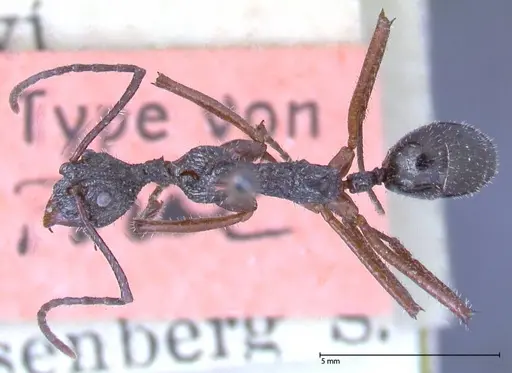 Dolichoderus rosenbergi - FOCOL0543