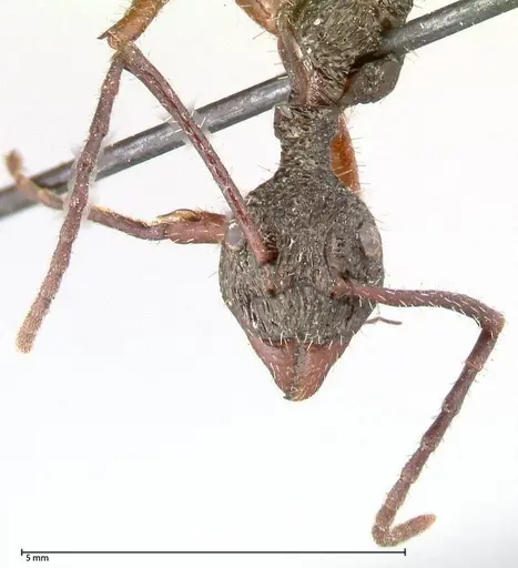 Dolichoderus rosenbergi - FOCOL0543