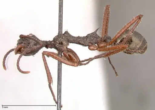 Dolichoderus rosenbergi - FOCOL0543