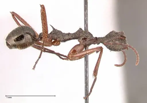 Dolichoderus rosenbergi - FOCOL0543