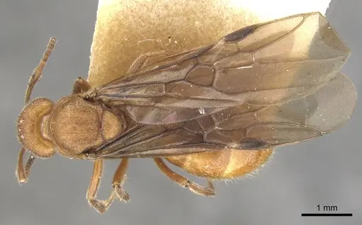 Dolichoderus rufescens specimen