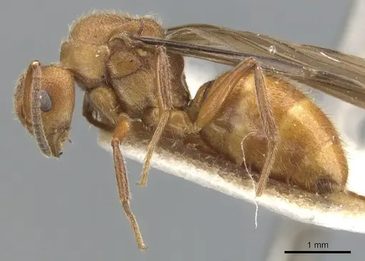 Dolichoderus rufescens specimen