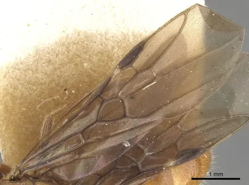 Dolichoderus rufescens - CASENT0902948