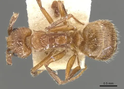 Dolichoderus rufescens - CASENT0902949